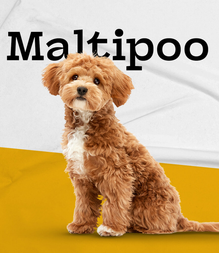Maltipoo