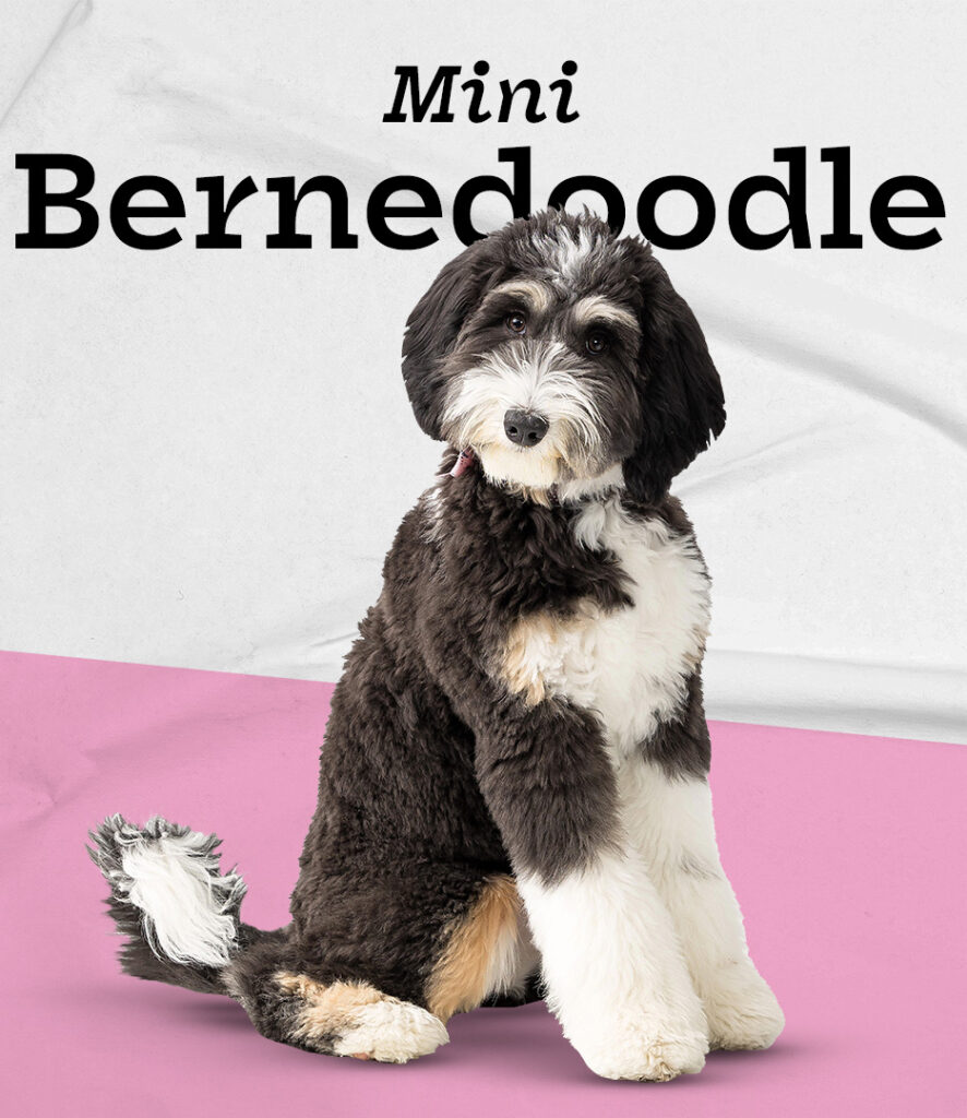 Mini Bernedoodle