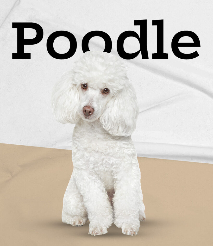 Poodles in Pembroke Pines