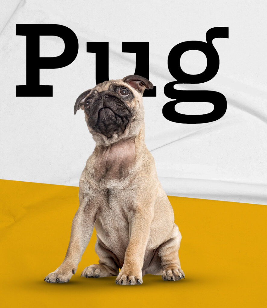 Pug