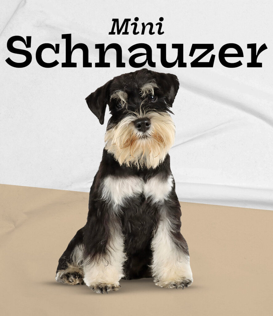 Mini Schnauzer