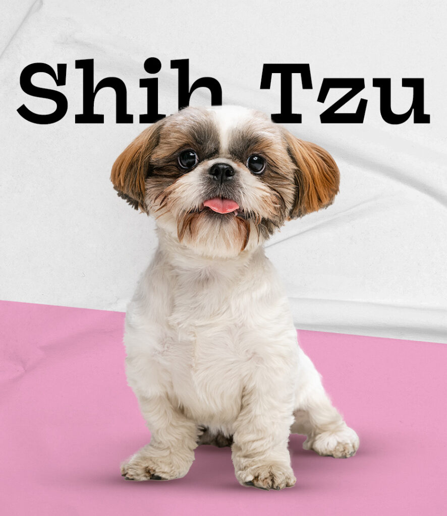 Shih Tzu