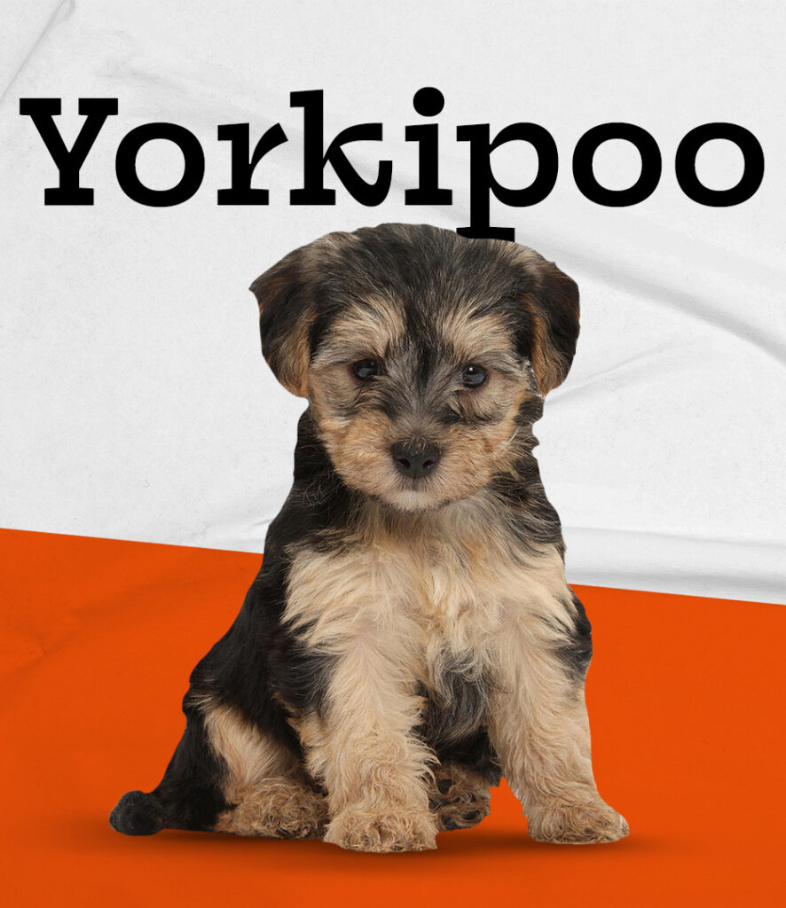 Yorkipoo