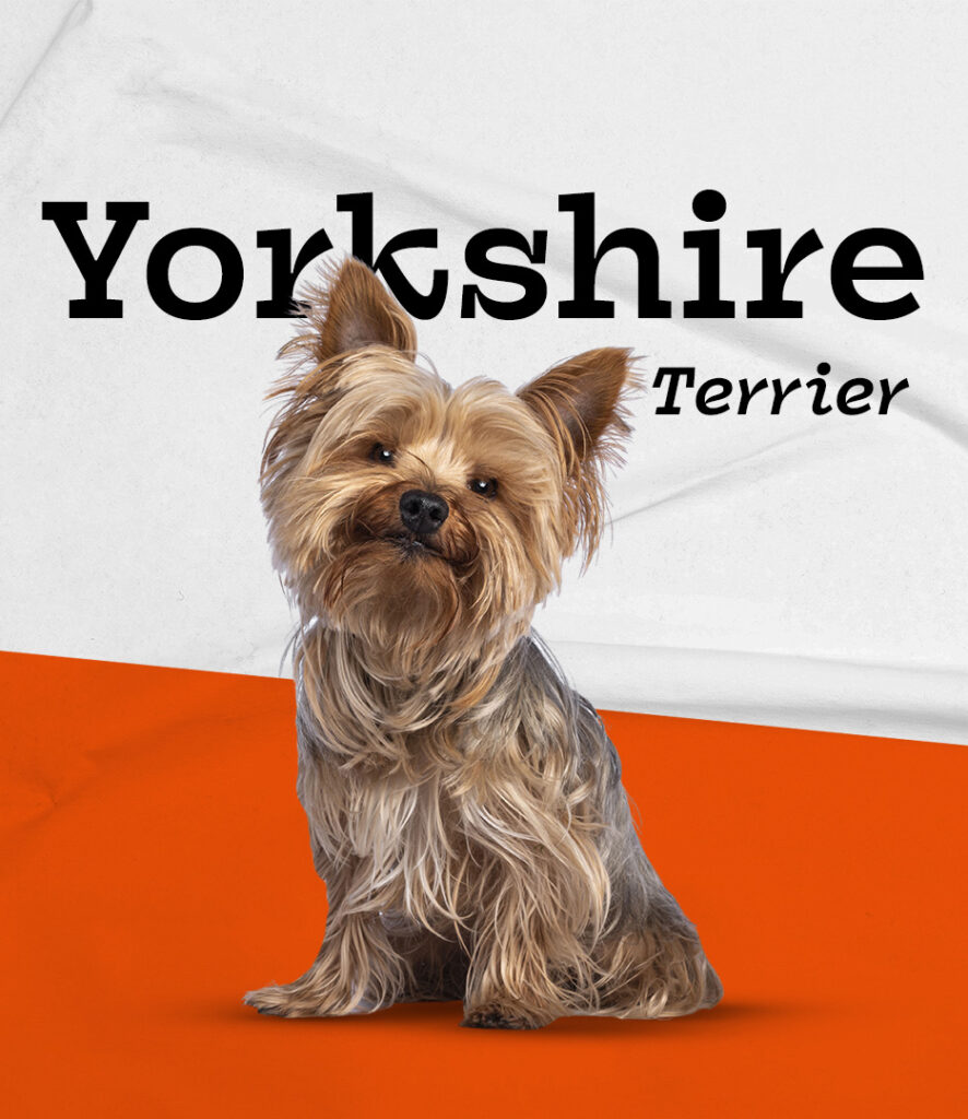 Yorkie
