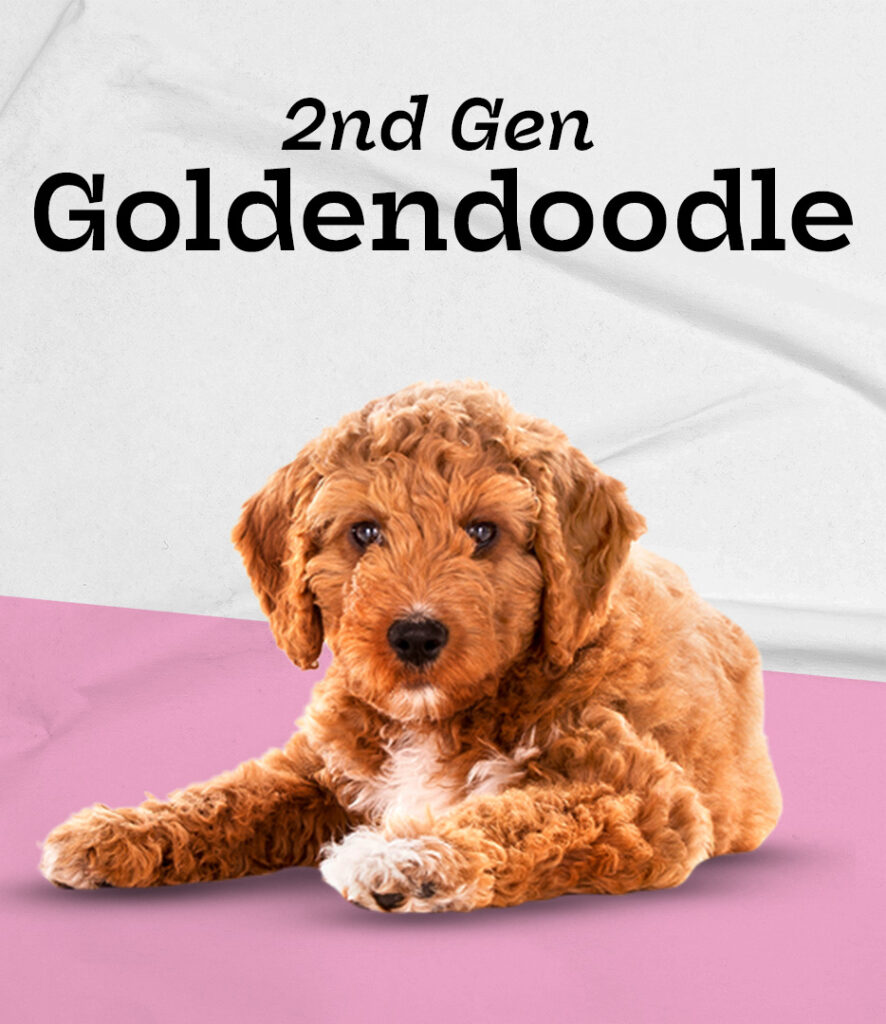 Goldendoodle 2nd Generation