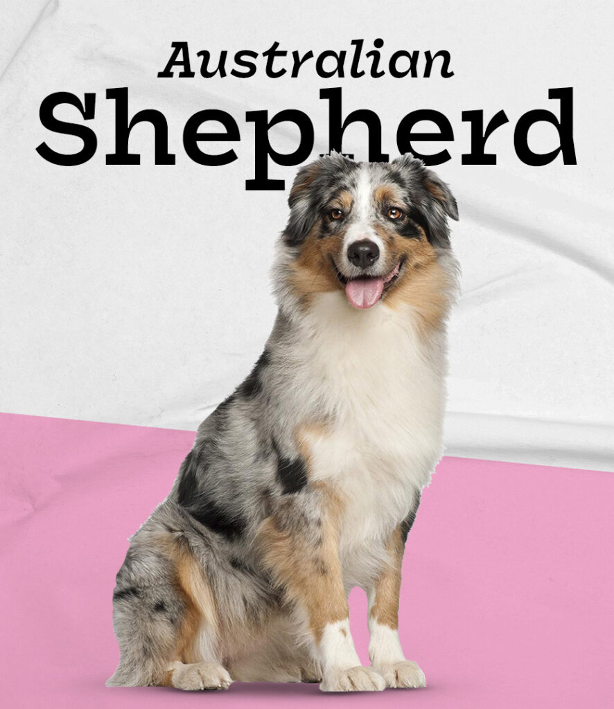 Australian Shepherd