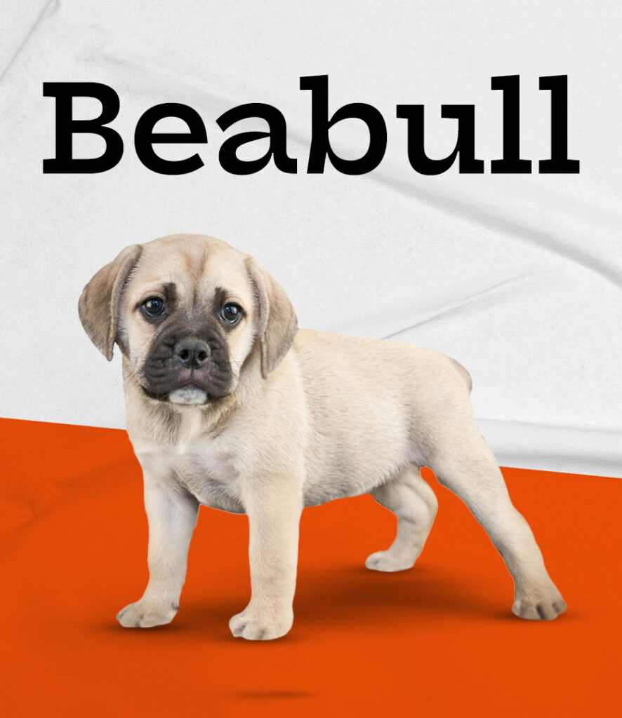 Beabull