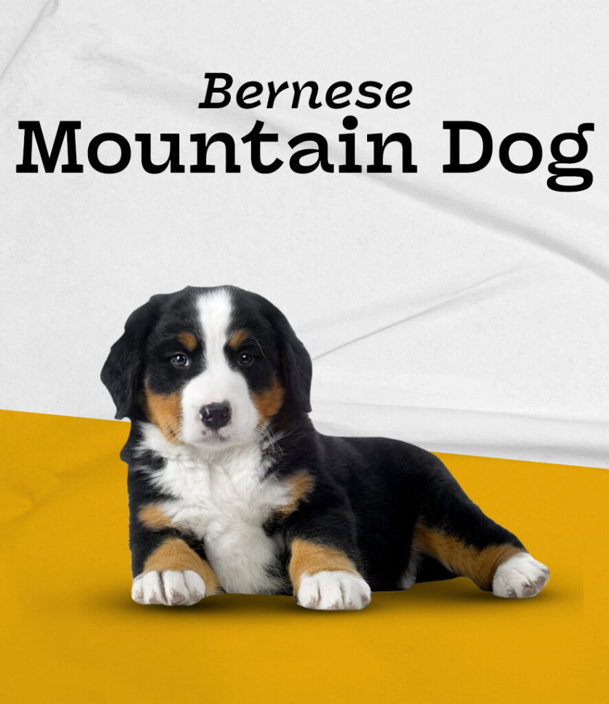 Bernese Mountain