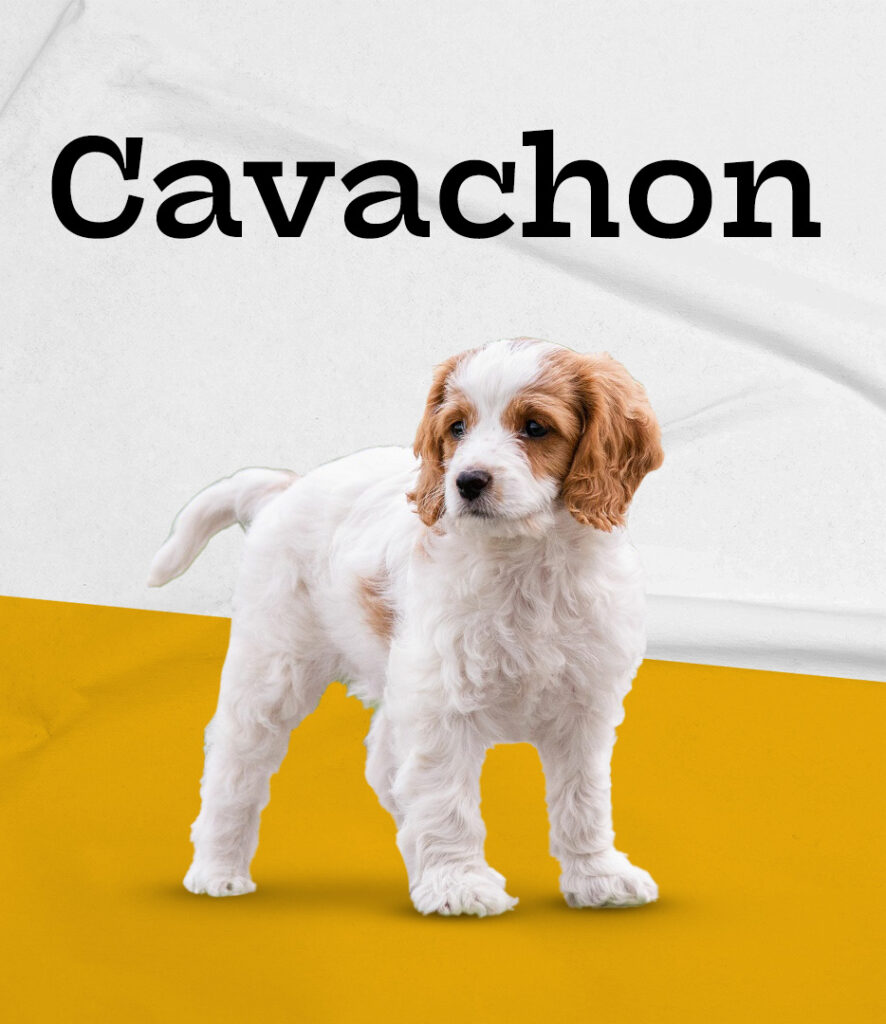 Cavachon Puppy