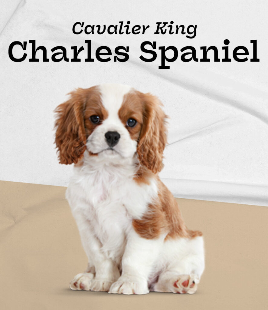 Cavalier King Charles Spaniel