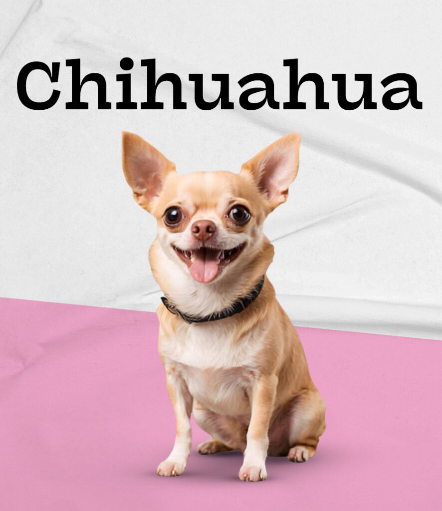 Chihuahua in Pembroke Pines