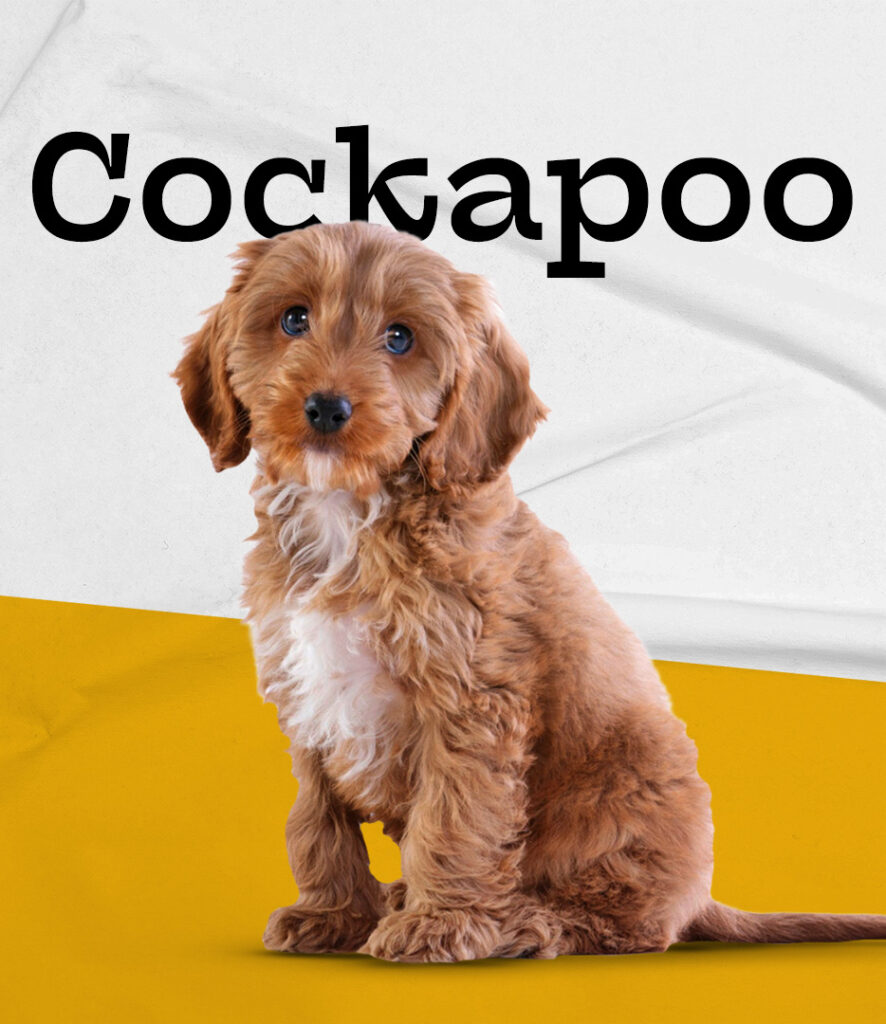 Cockapoo
