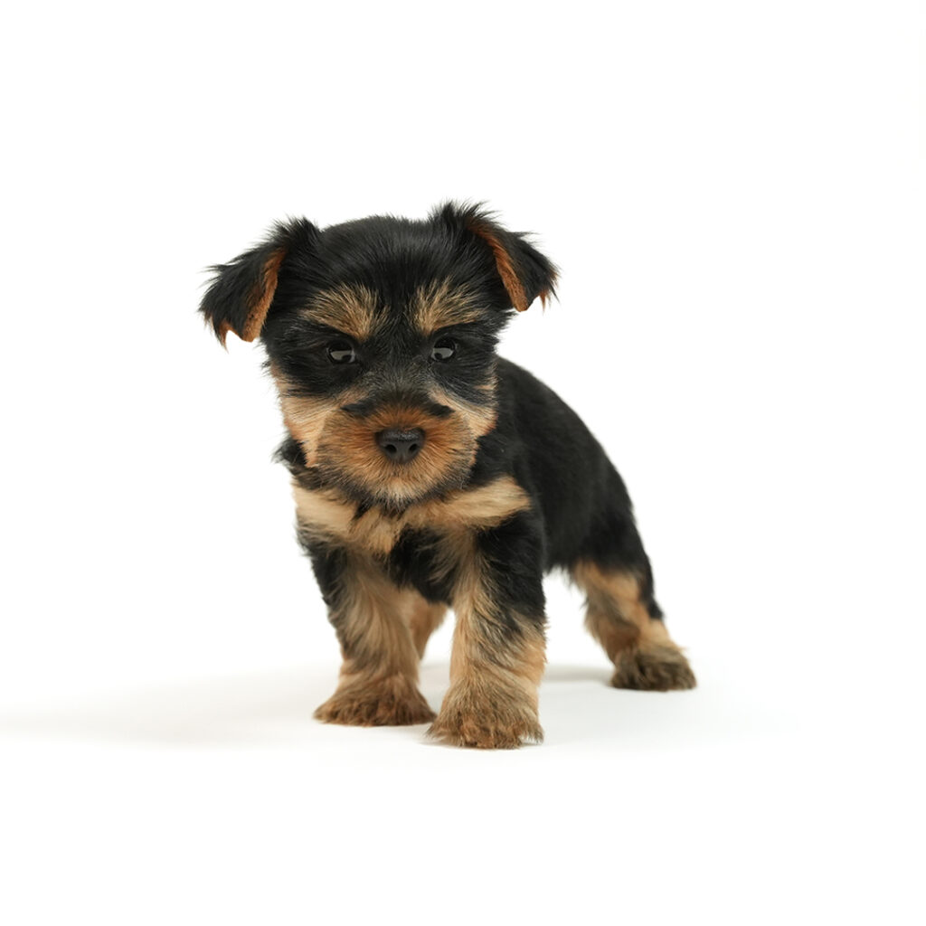 Yorkie puppy