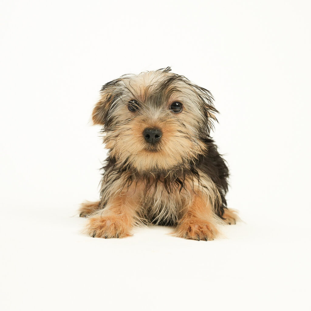 Yorkie puppies for Sale