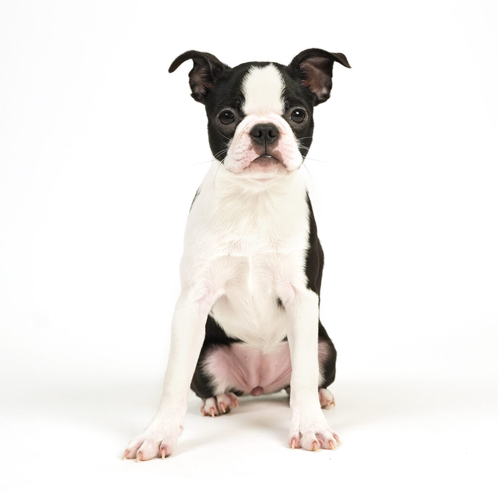 Boston Terrier puppy for sale