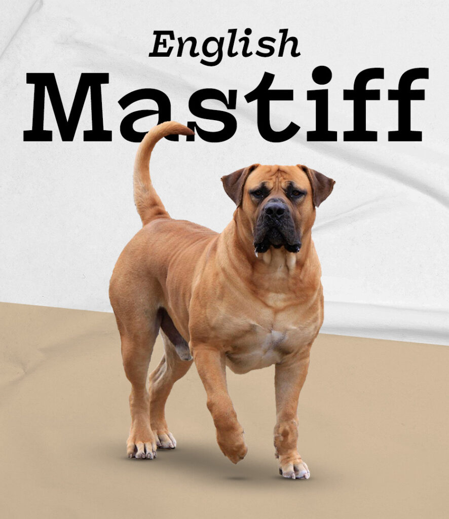 English Mastiff