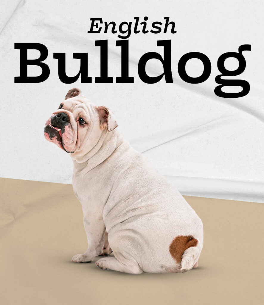 English Bulldogs