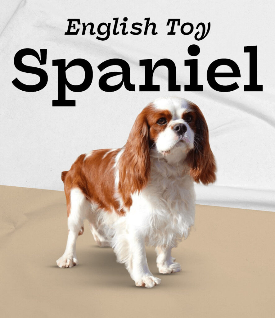 English Toy Spaniel
