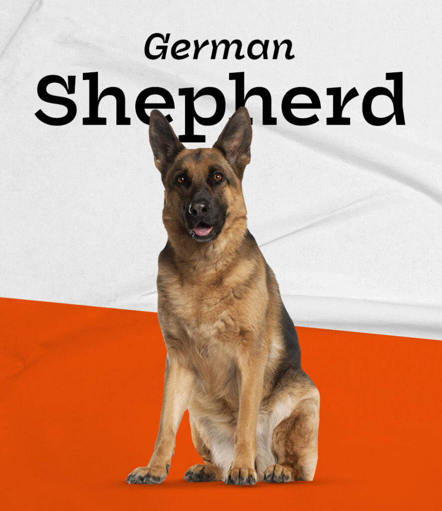 German Shepherd