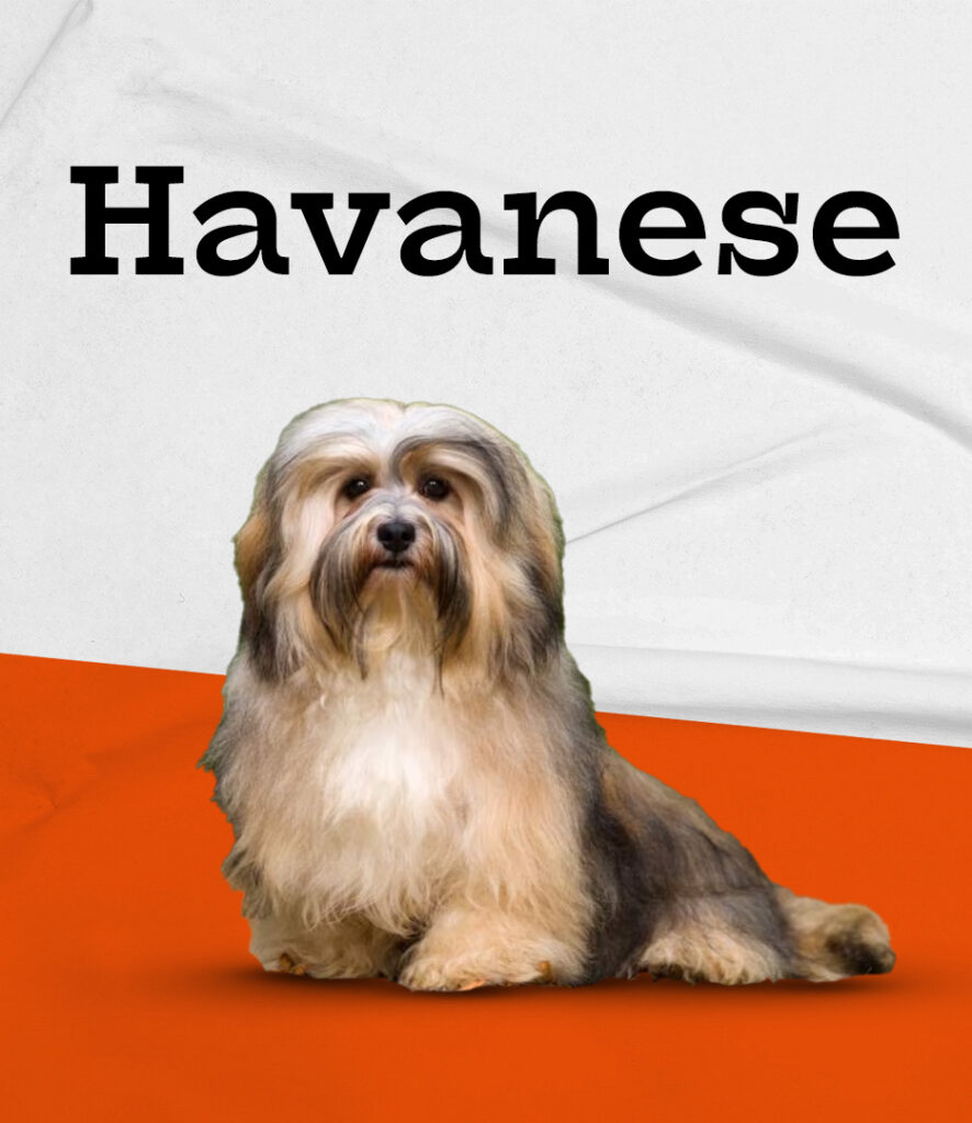 Havanese in Pembroke Pines