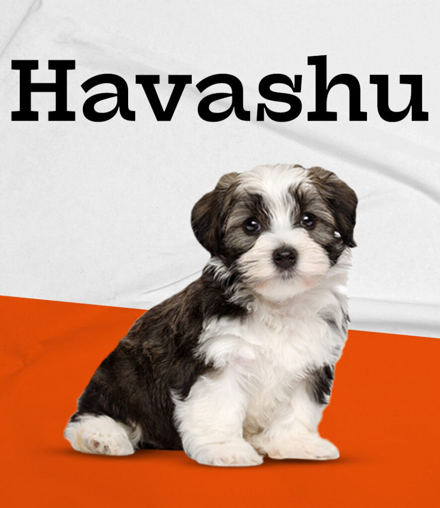 Havashu