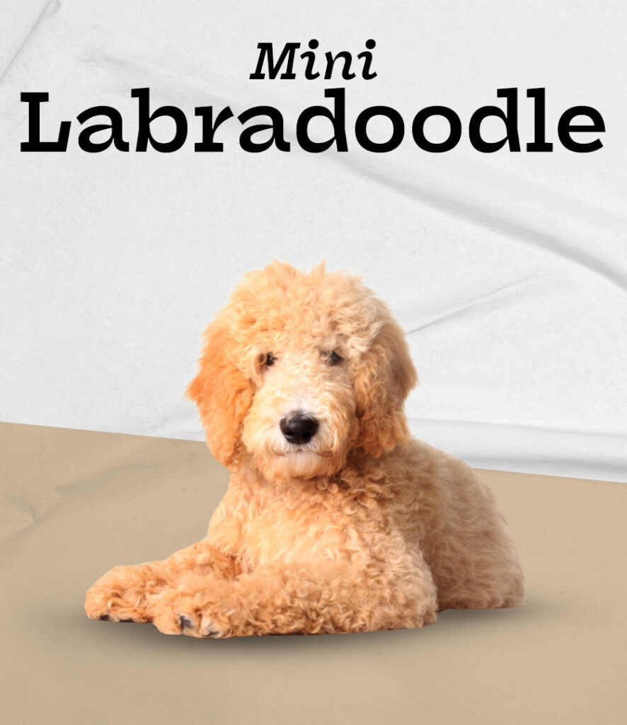 Mini Labradoodle