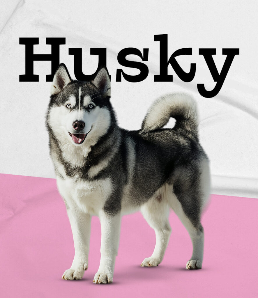 Siberian Husky