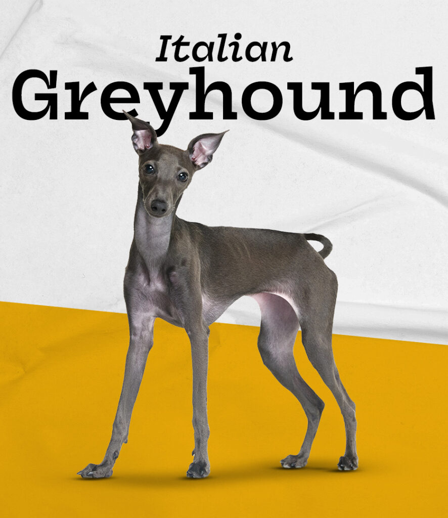 Italian Greyhound