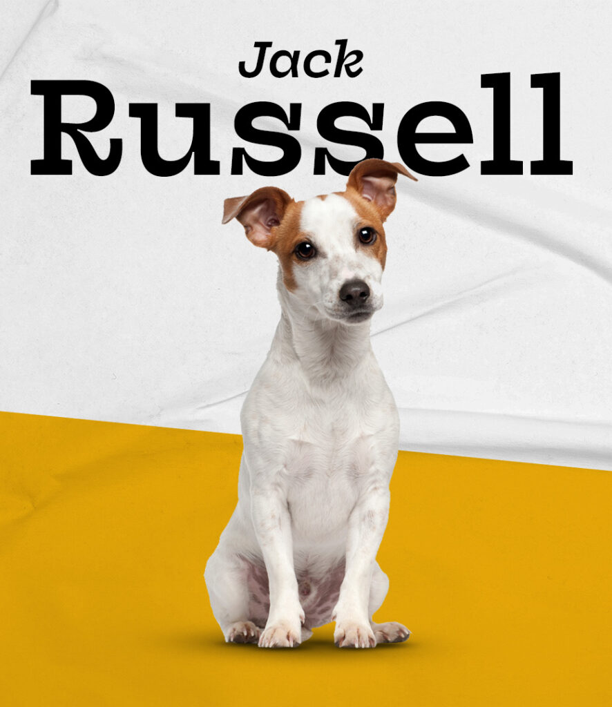 Jack Russell Terrier