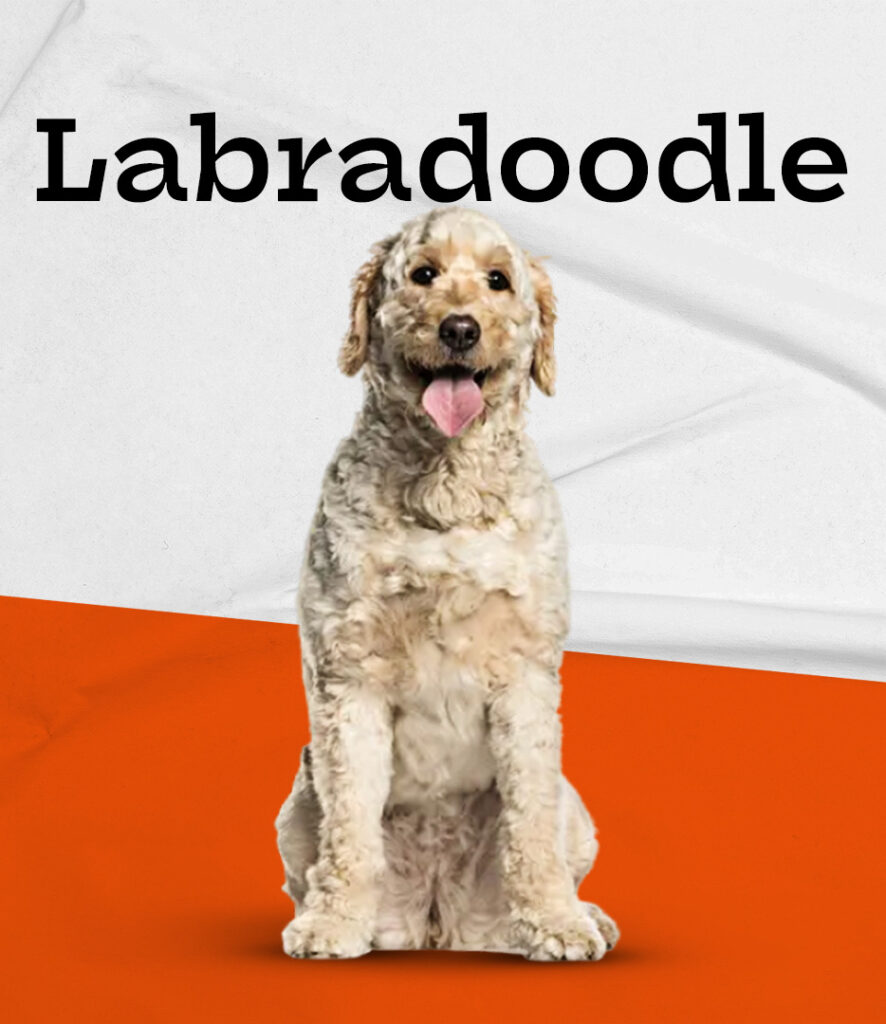 Labradoodle
