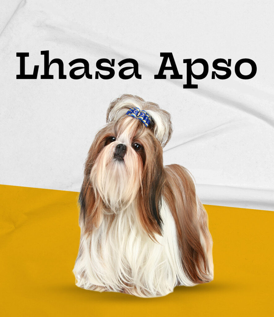 Lhasa Apso