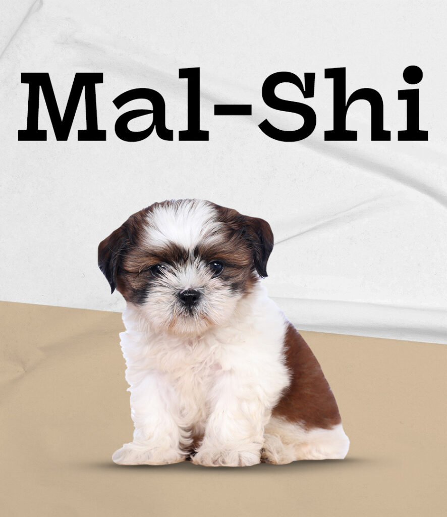 Malti-Shi
