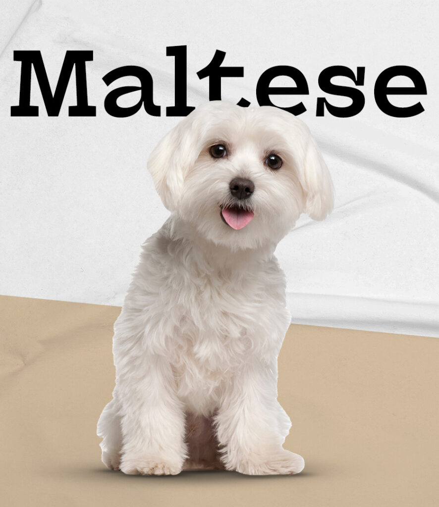 Maltese