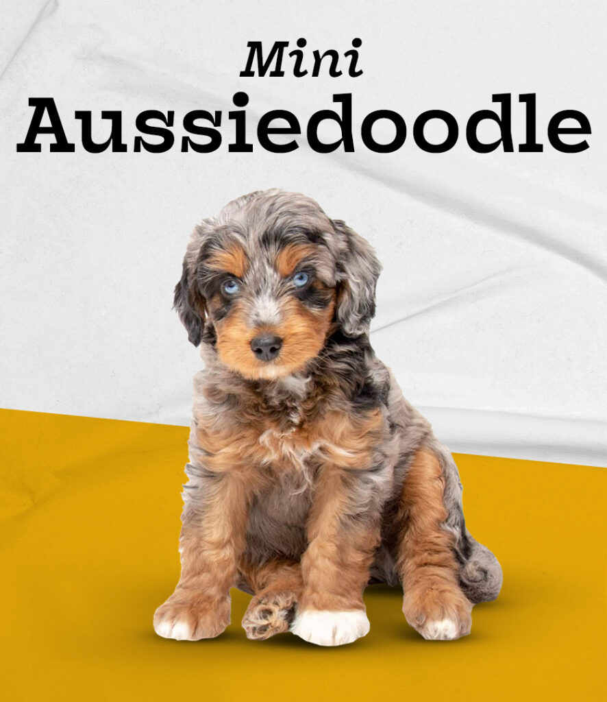 Mini Aussiedoodle