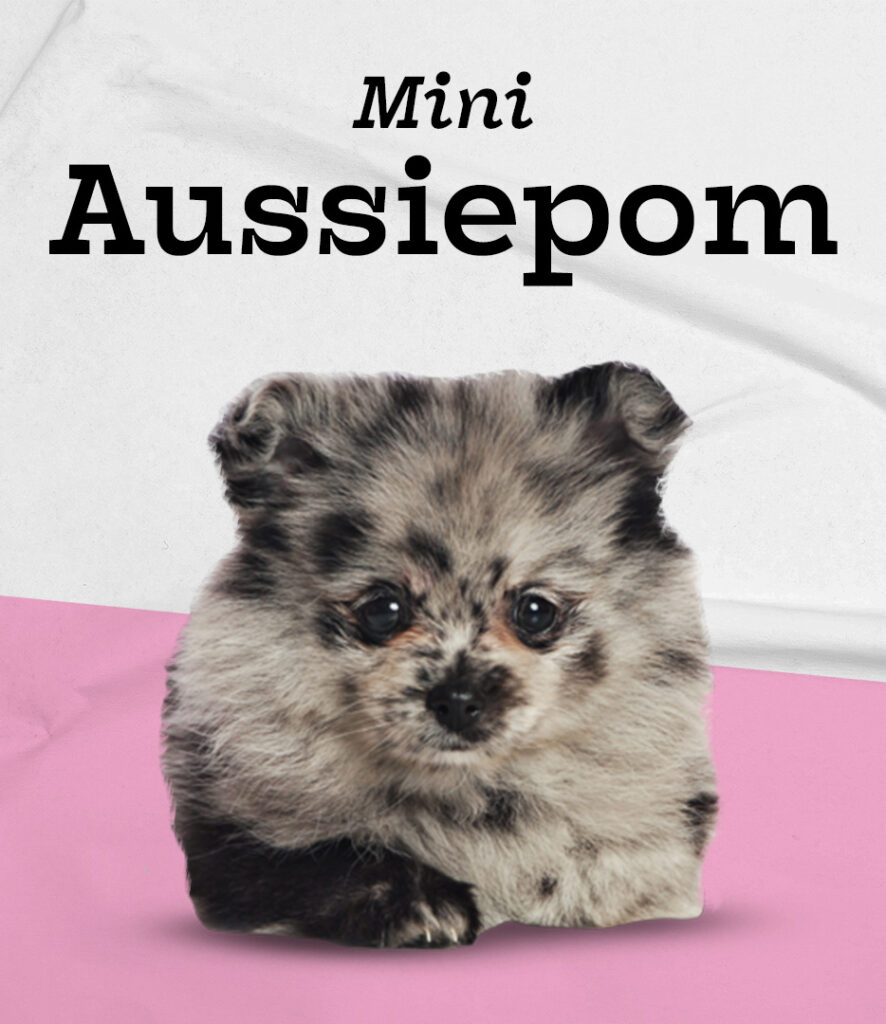 Mini Aussipom