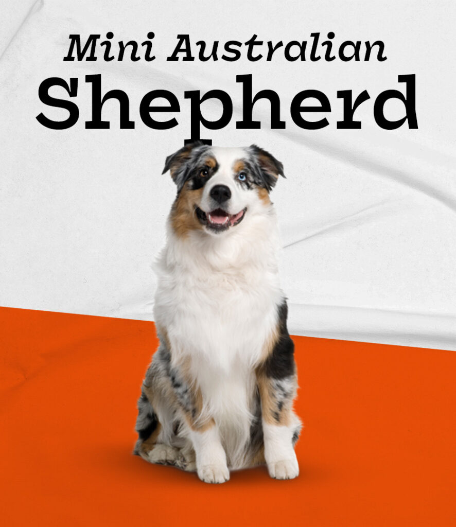 Miniature Australian Shepherd