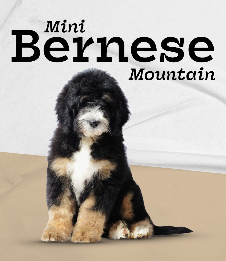 Mini Bernese Mountain