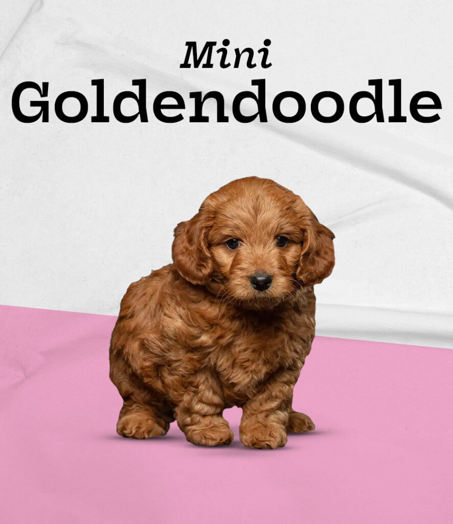 Mini Goldendoodle