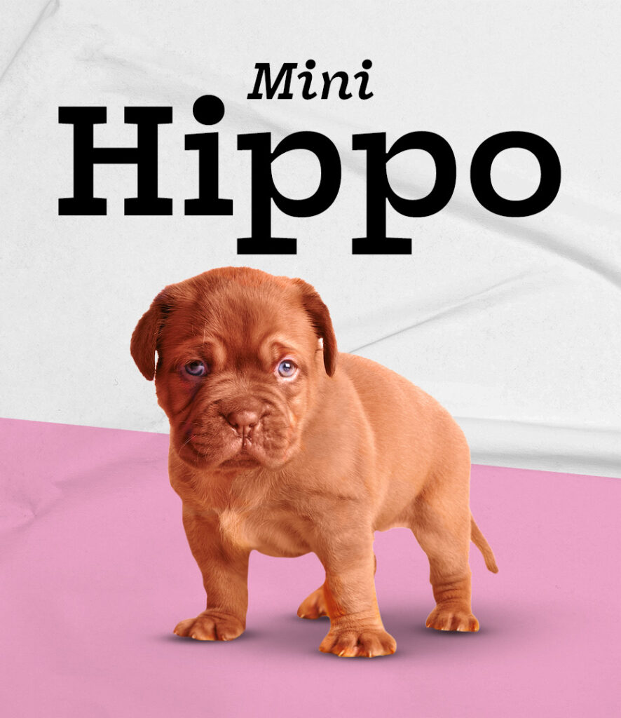 Mini Hippo