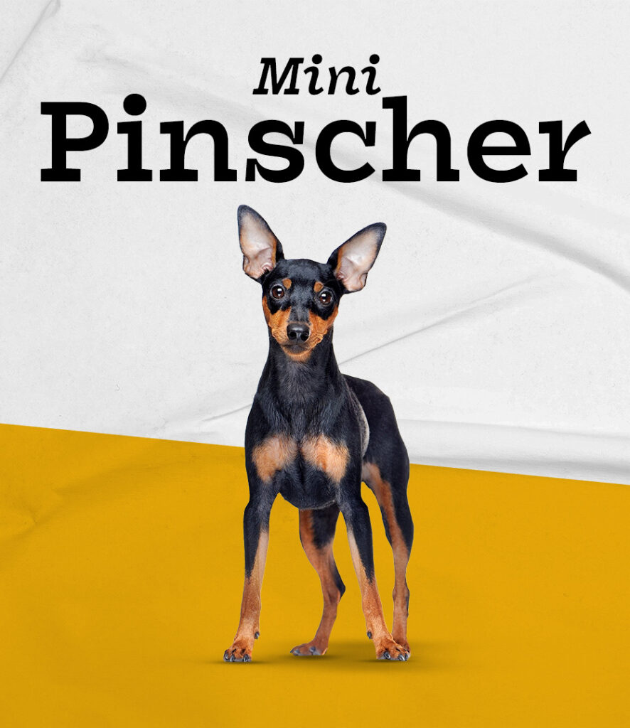 Miniature Pinscher