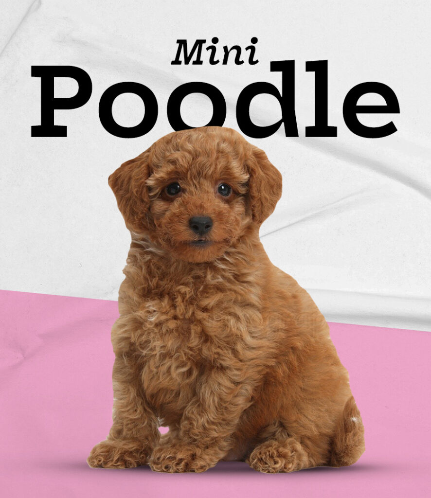 Mini Poodle