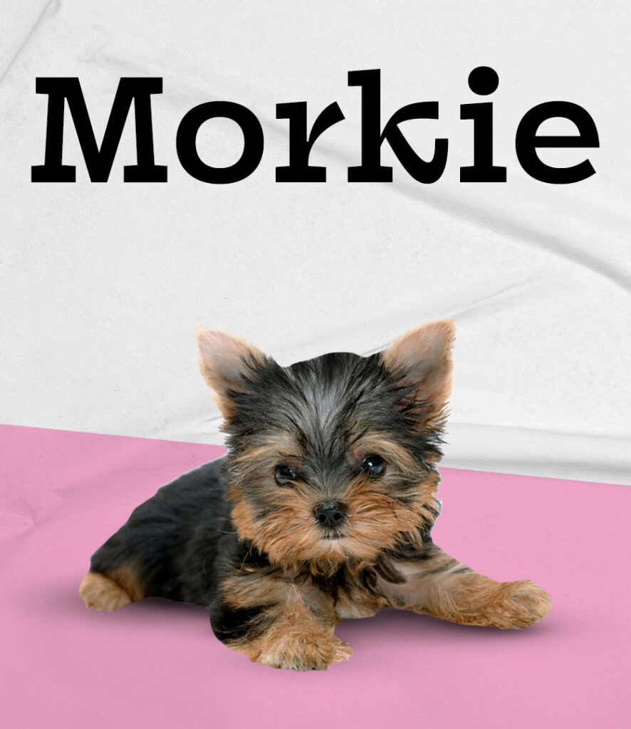 Morkie