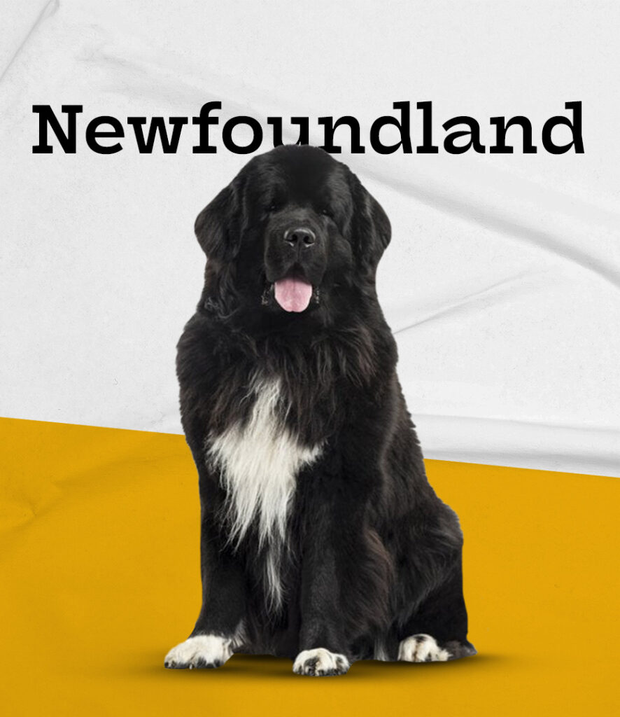 Newfoundland