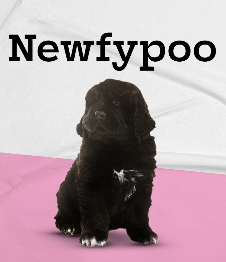 Newfypoo