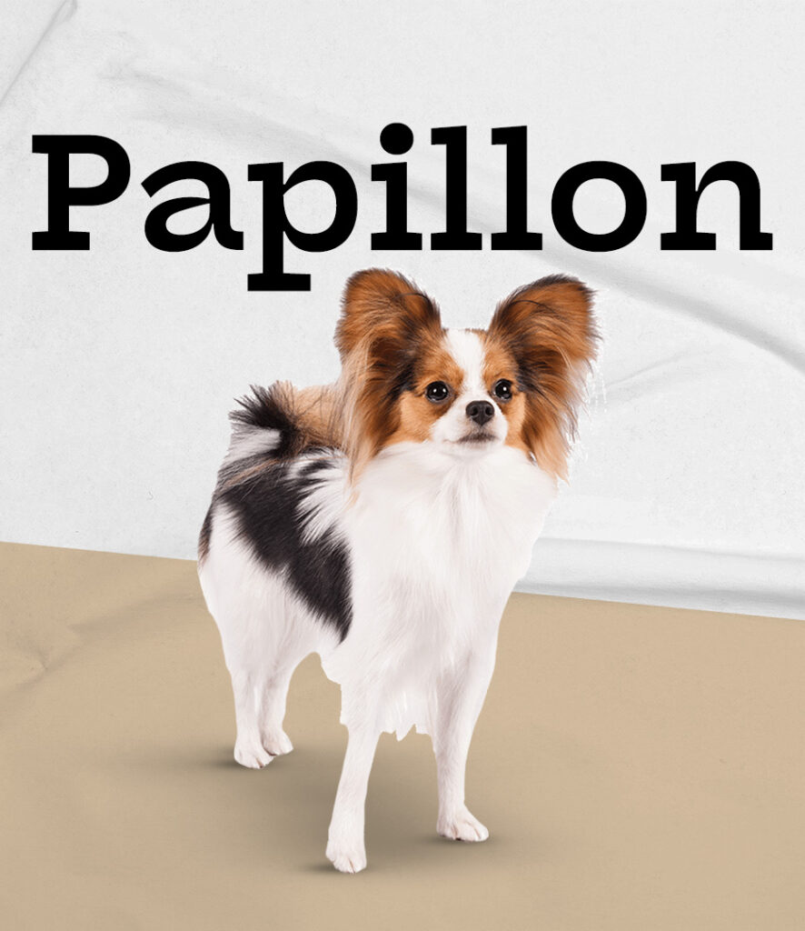 Papillon