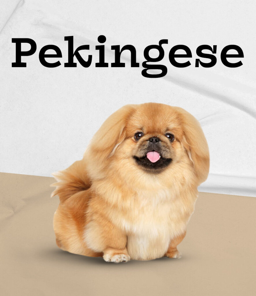 Pekingese