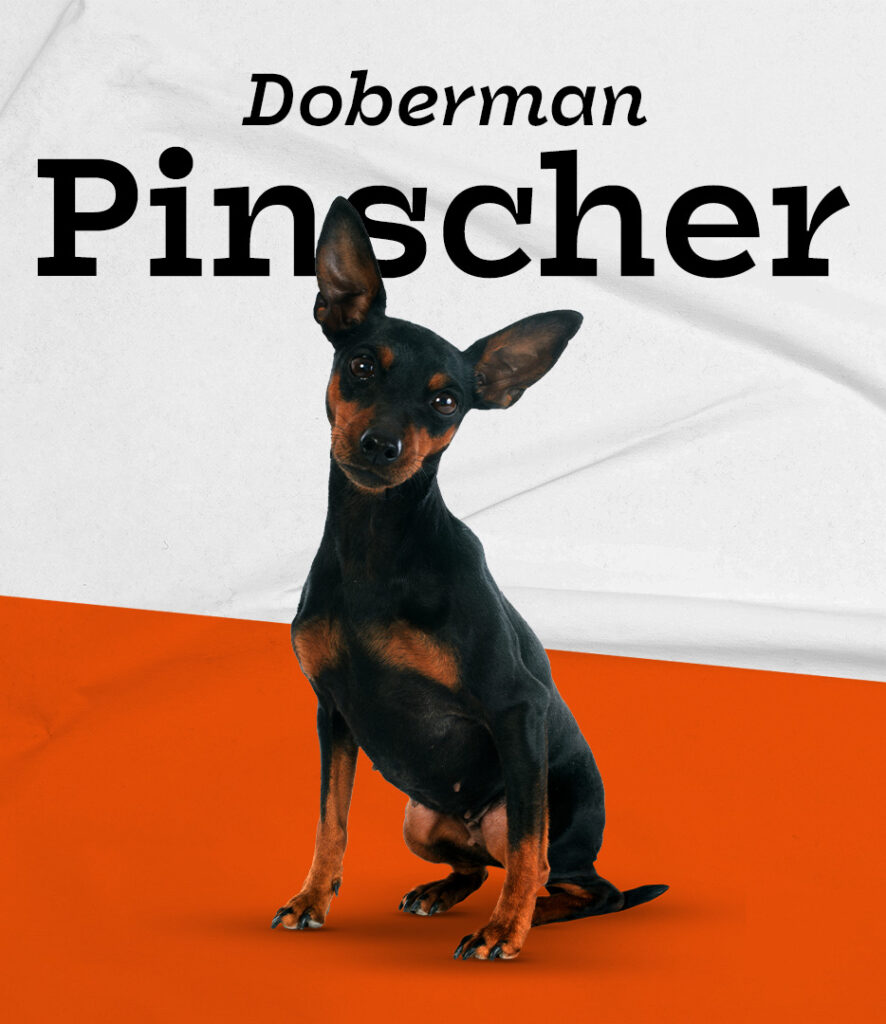 Doberman Pinscher