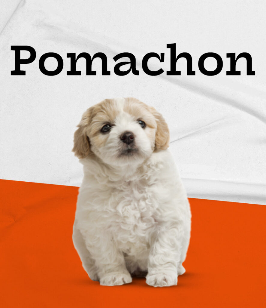 Pomachon