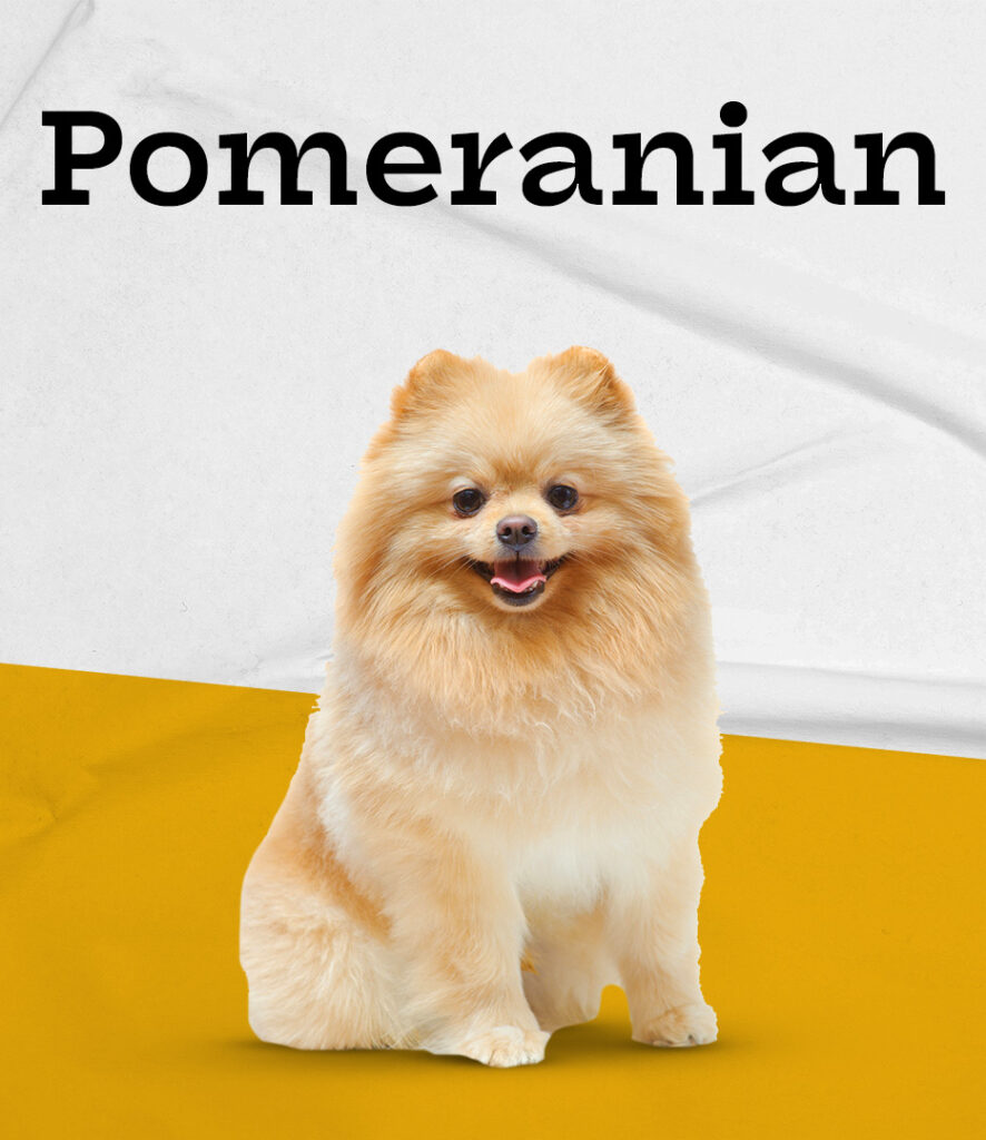 Pomeranian in Pembroke Pines