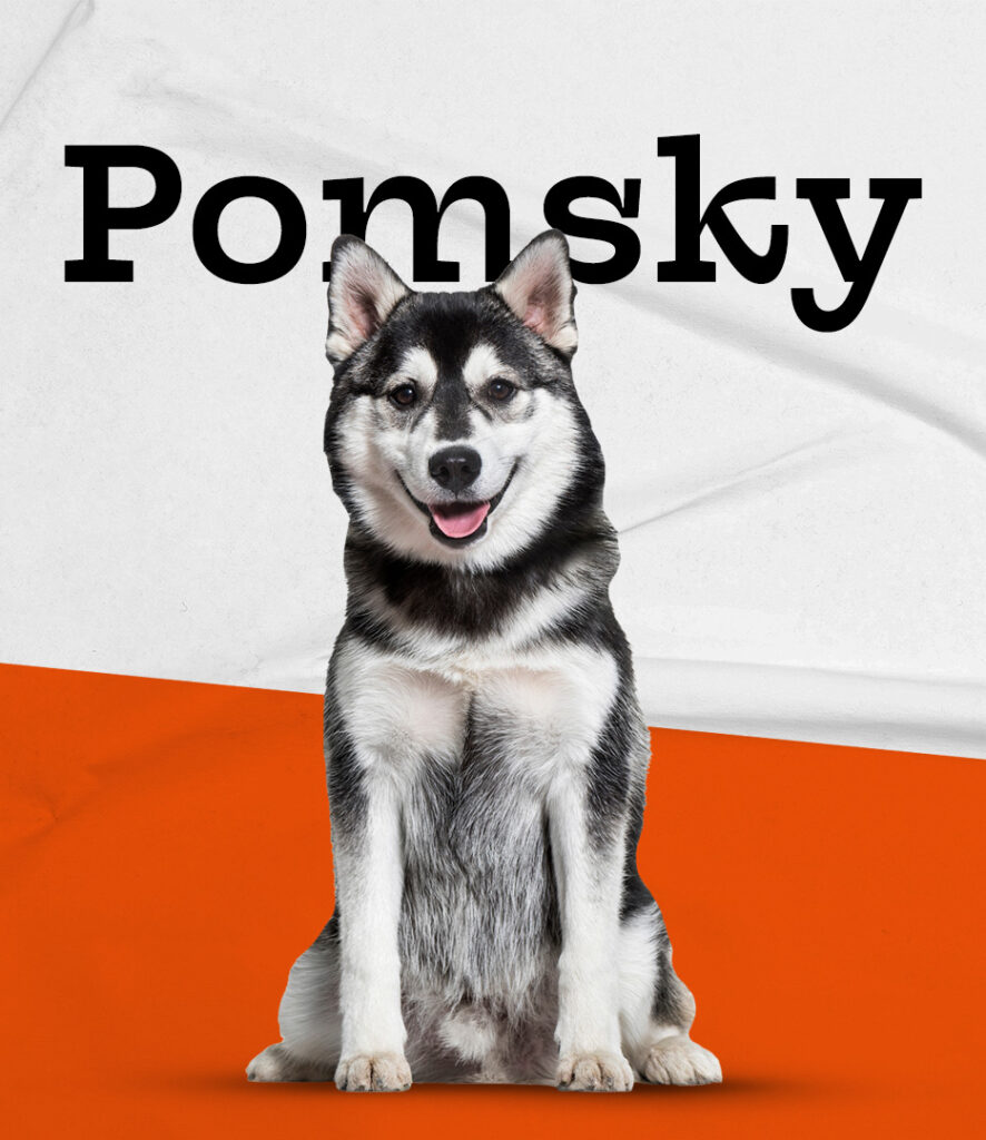 Pomsky